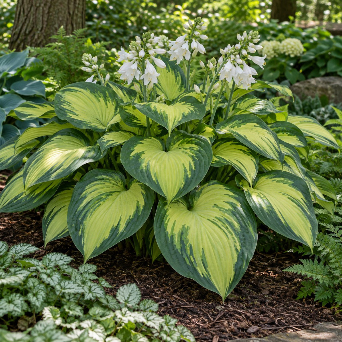 Affair to Remember Hosta