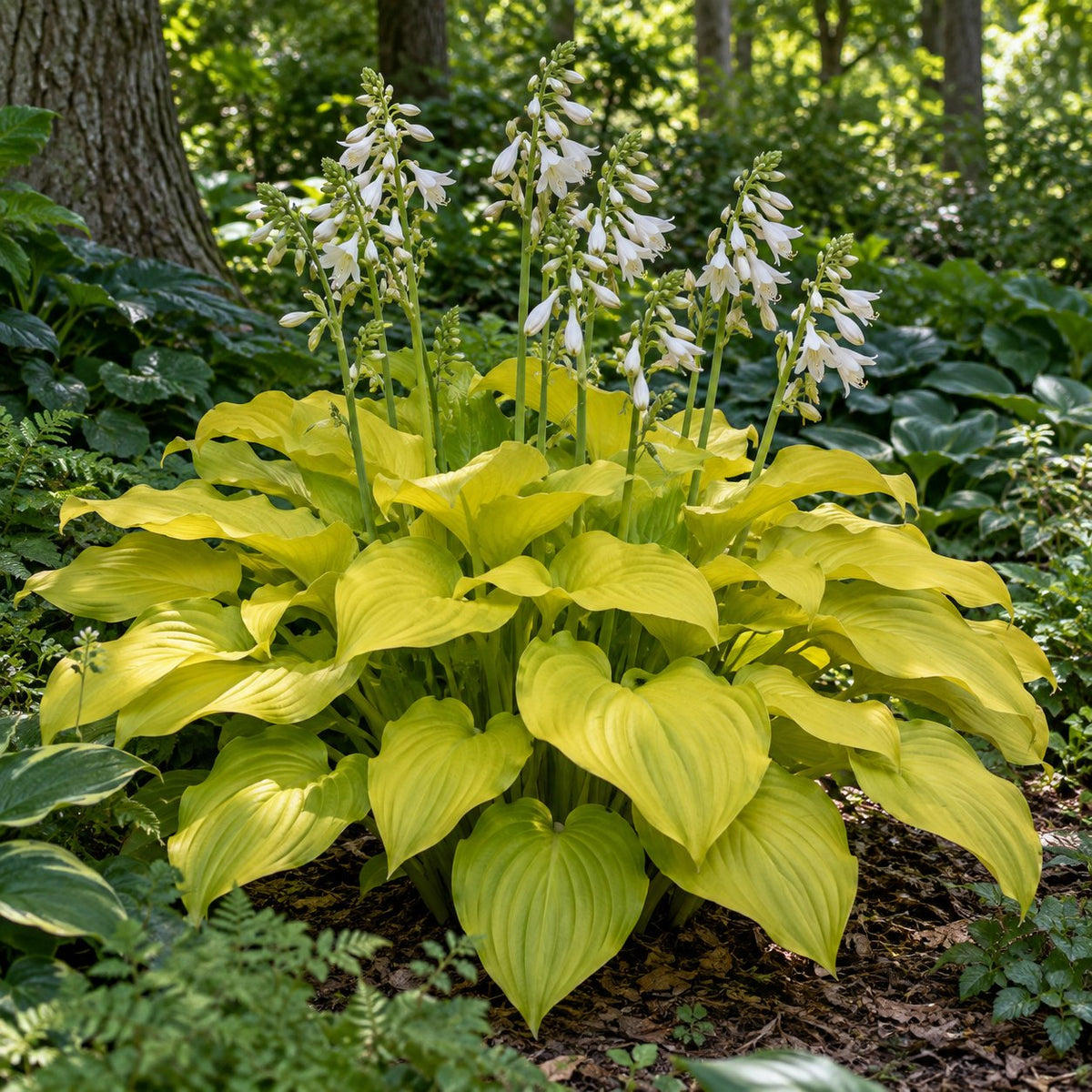 Age of Gold Hosta