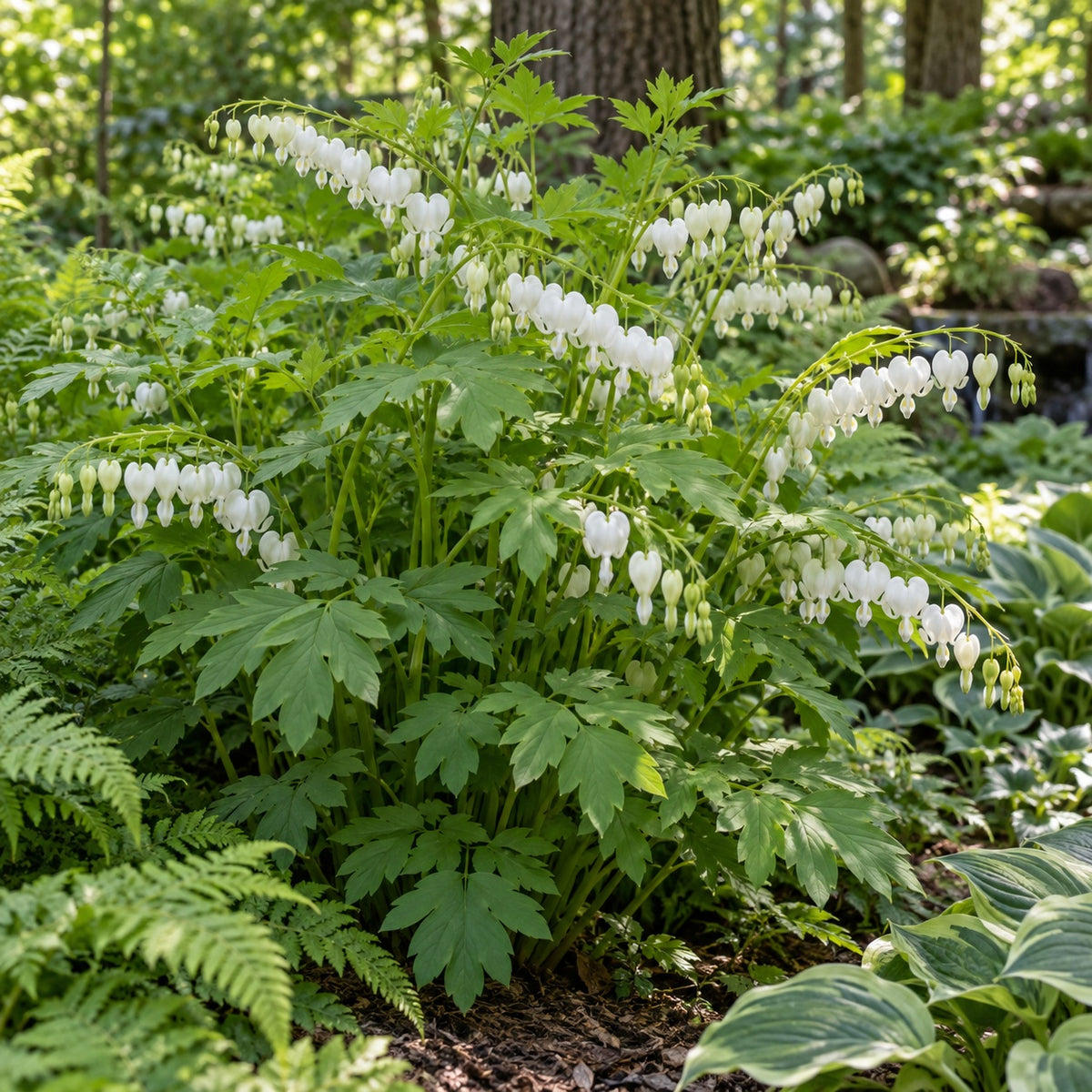 Alba Bleeding Heart growing in a garden
