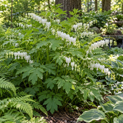 Alba Bleeding Heart growing in a garden