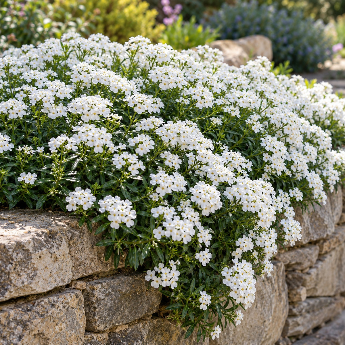 Alexander's White Candytuft growing in a garden