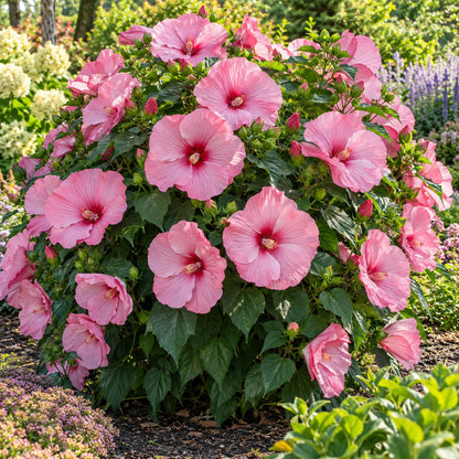 All Eyes on Me Hardy Hibiscus
