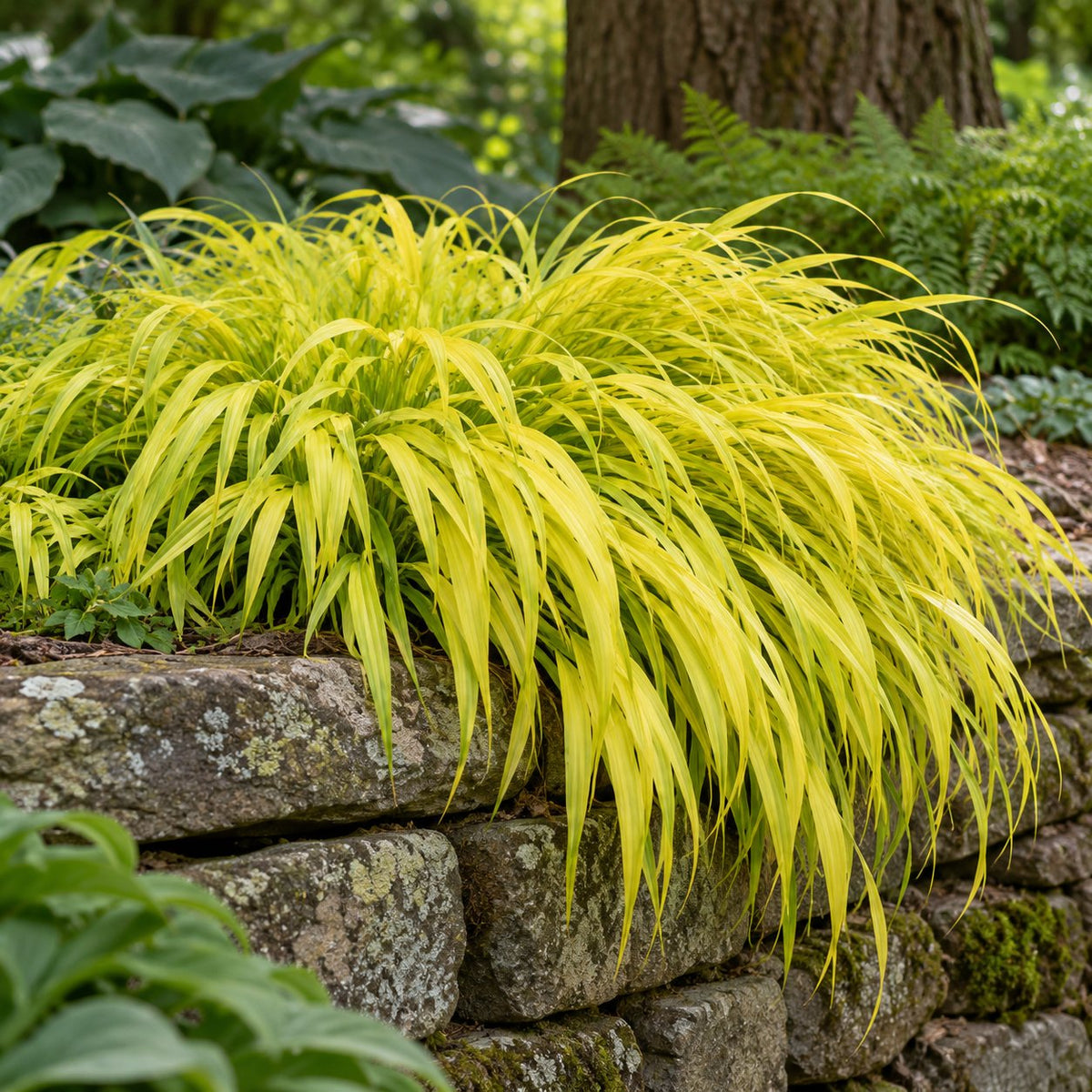 All Gold Japanese Forest Grass