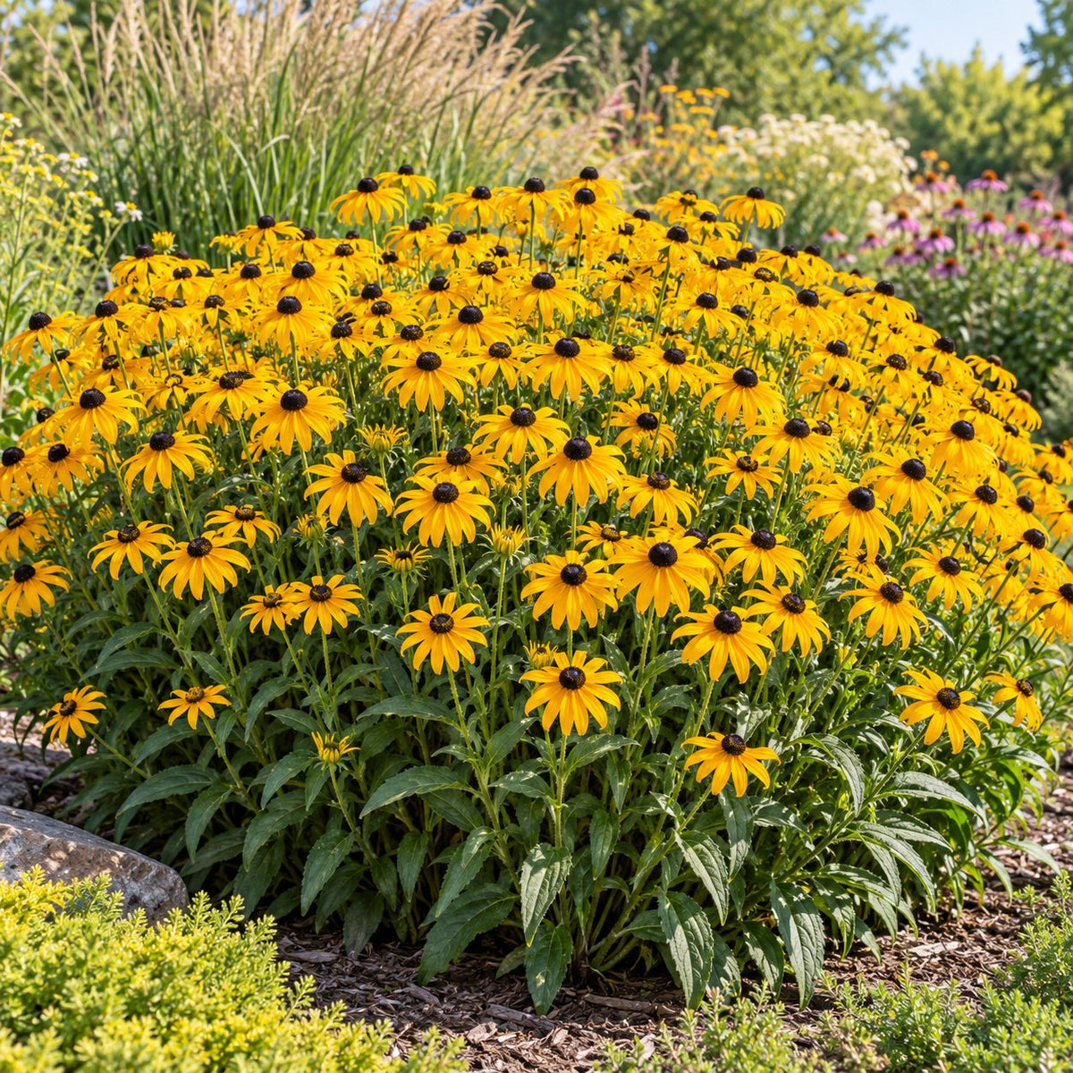 American Gold Rush Black-Eyed Susan