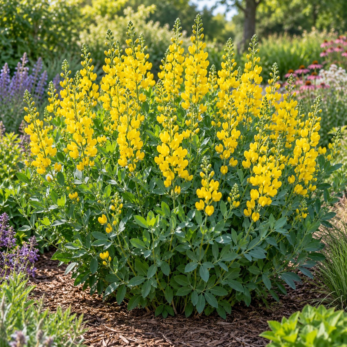 American Goldfinch False Indigo