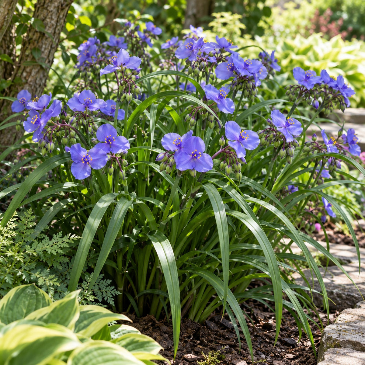 Amethyst Kiss™ Spiderwort growing in a garden