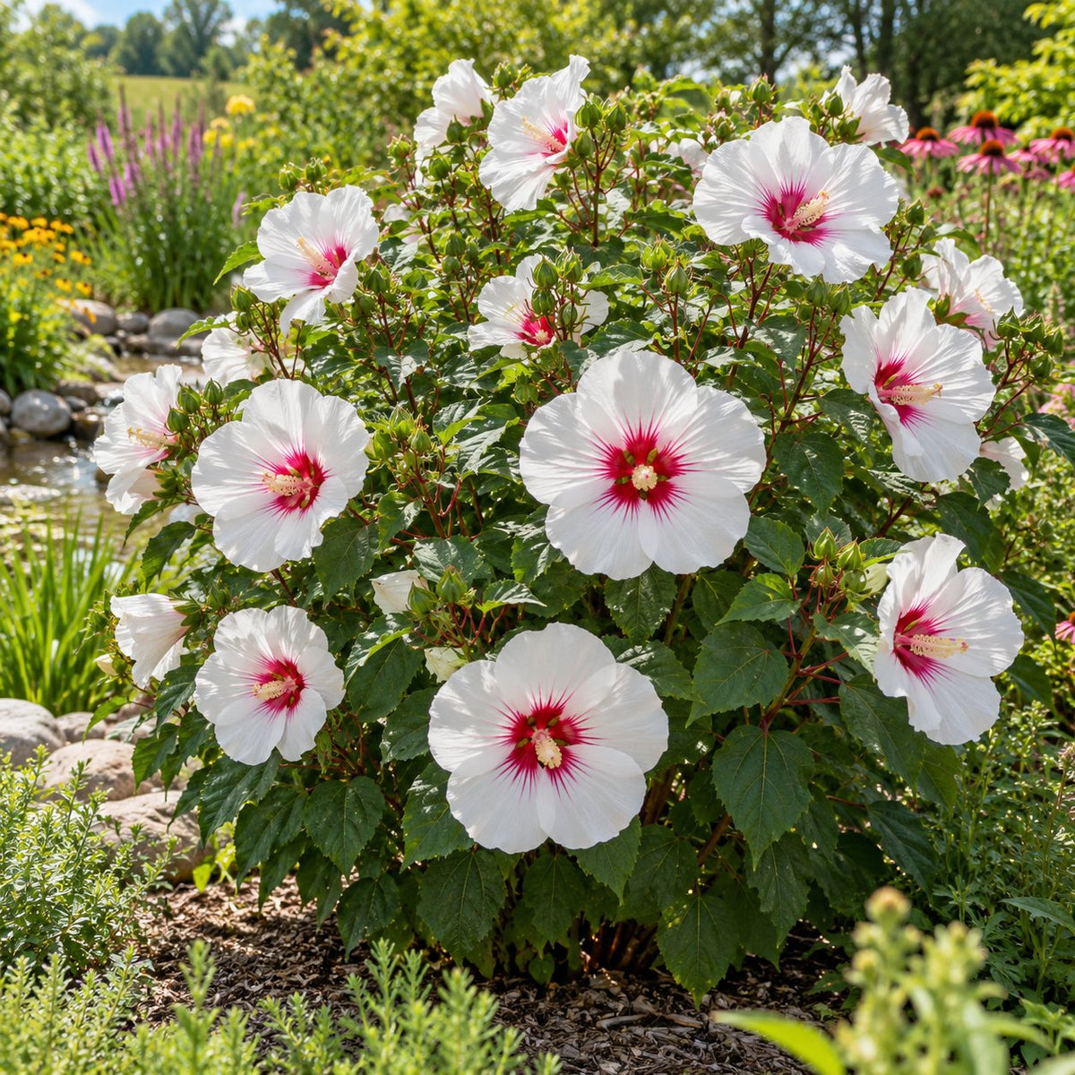 Angel Eyes Hardy Hibiscus