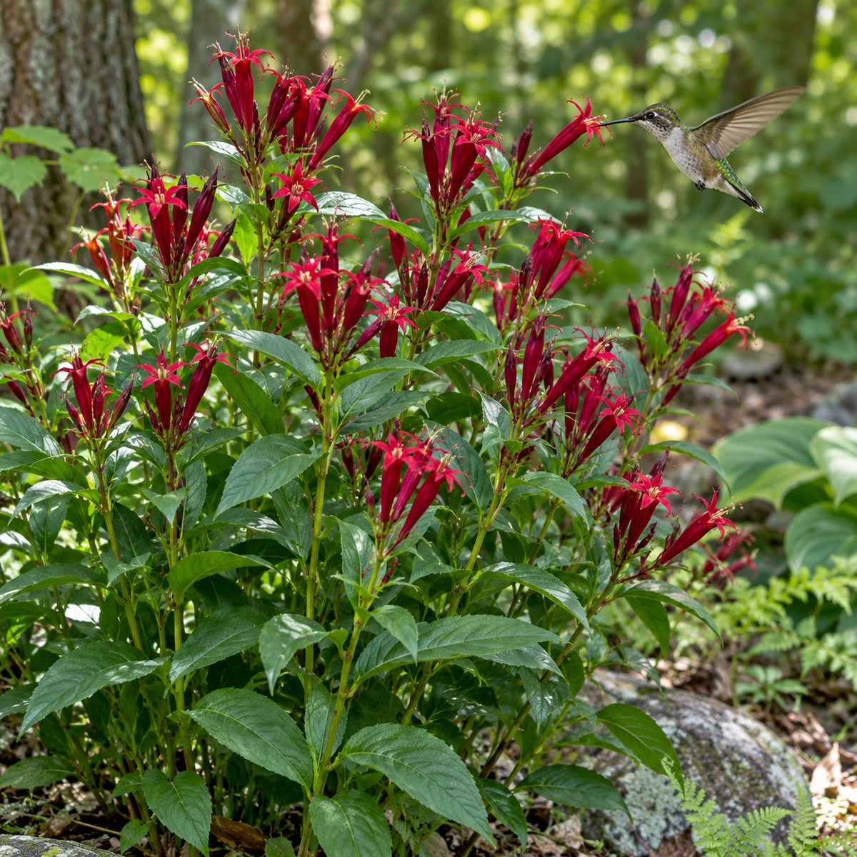 Apple Slices Indian Pink growing in a garden