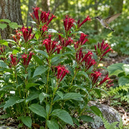 Apple Slices Indian Pink growing in a garden