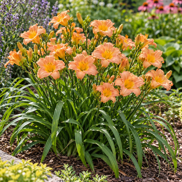 Apricot Sparkles