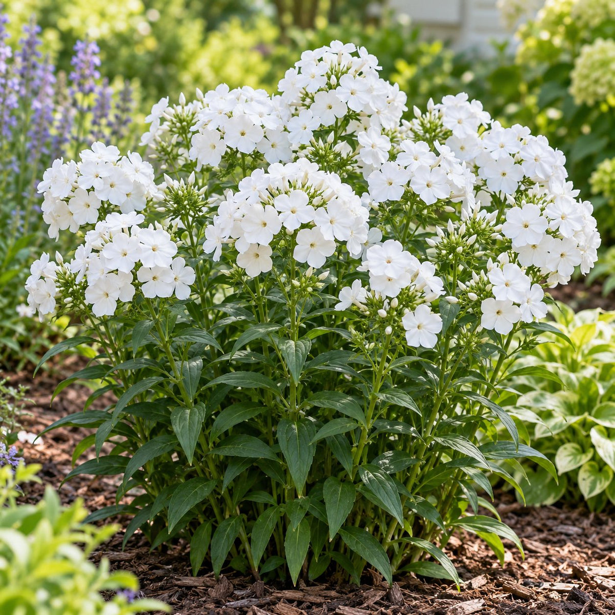Baby Doll White Phlox