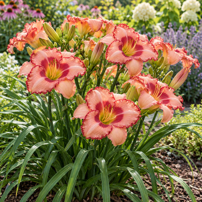 Banner of Love Daylily growing in a garden