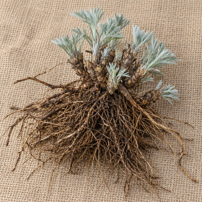 Dormant bare-root artemisia as it arrives, laid on burlap