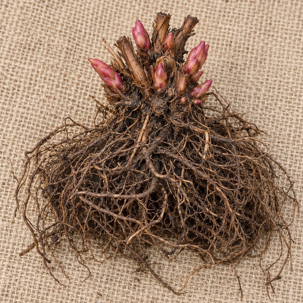 Dormant bare-root astilbe as it arrives, laid on burlap