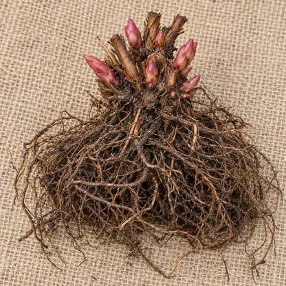 Dormant bare-root astilbe as it arrives, laid on burlap
