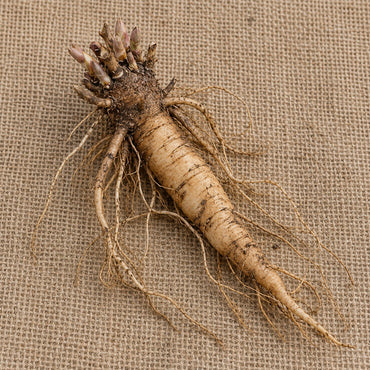 Dormant bare-root baby's breath as it arrives, laid on burlap
