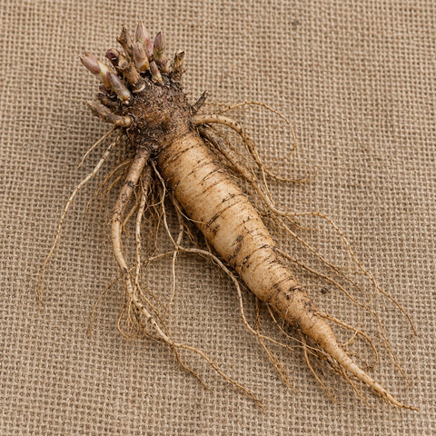 Dormant bare-root baby's breath as it arrives, laid on burlap