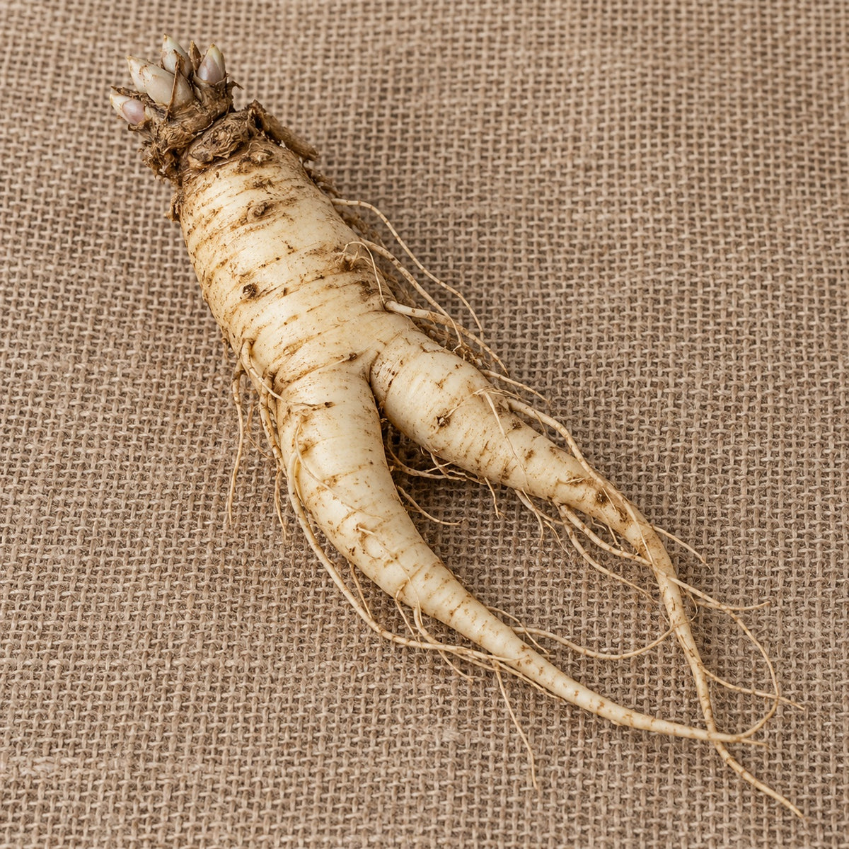 Dormant bare-root balloon flower as it arrives, laid on burlap