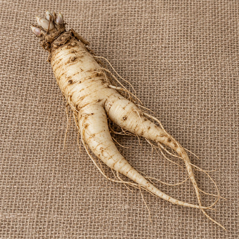 Dormant bare-root balloon flower as it arrives, laid on burlap