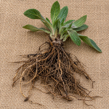 Dormant bare-root black-eyed Susan as it arrives, laid on burlap