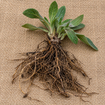 Dormant bare-root black-eyed Susan as it arrives, laid on burlap