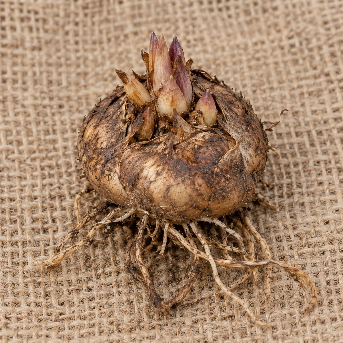 Dormant bare-root blazing star (liatris) as it arrives, laid on burlap