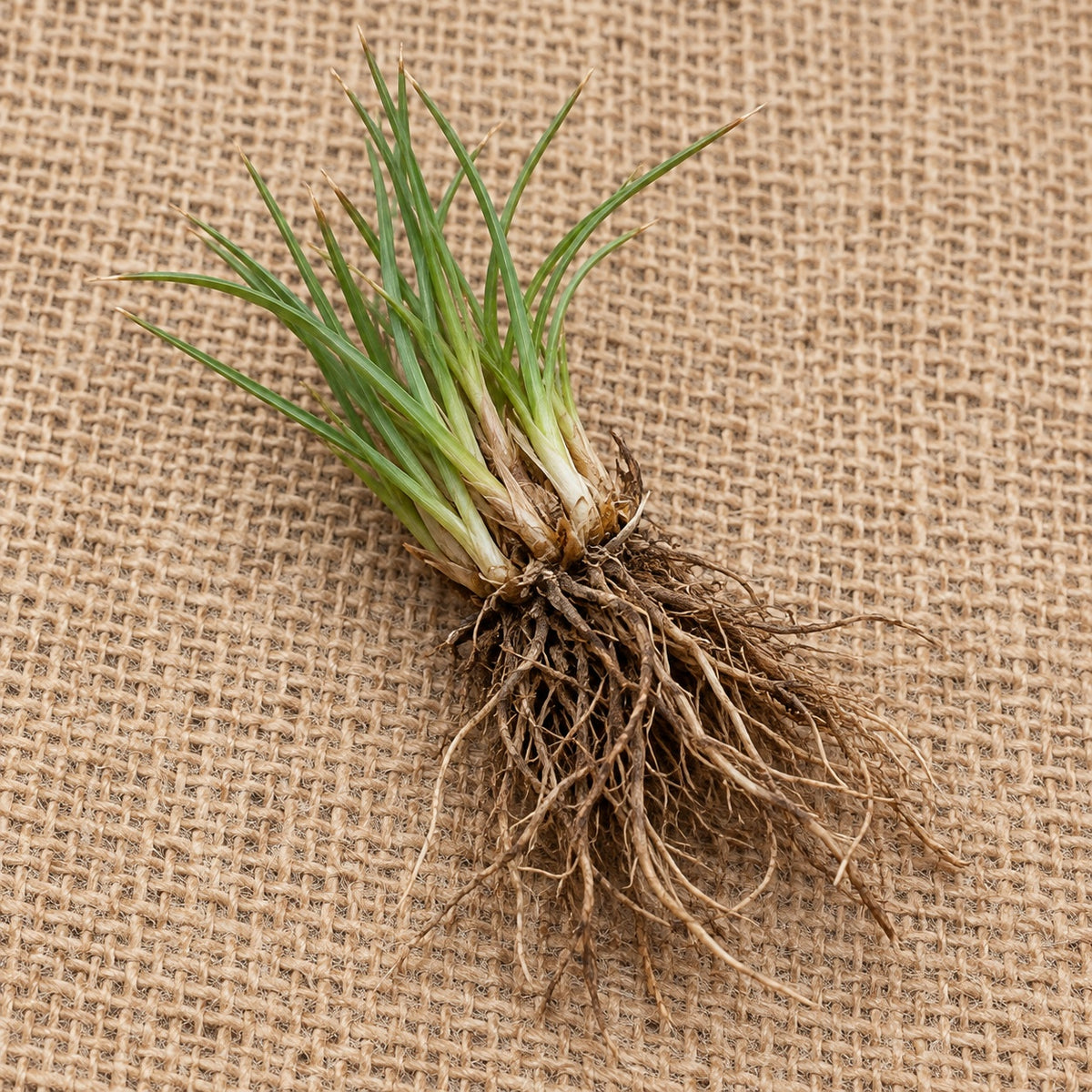 Dormant bare-root blue-eyed grass as it arrives, laid on burlap