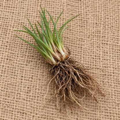 Dormant bare-root blue-eyed grass as it arrives, laid on burlap