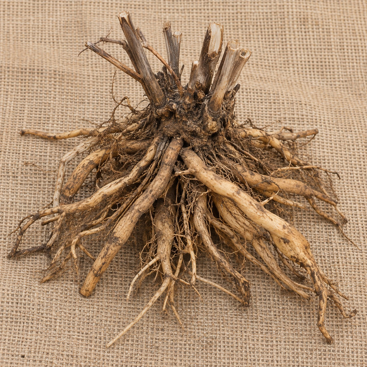 Dormant bare-root blue star (amsonia) as it arrives, laid on burlap