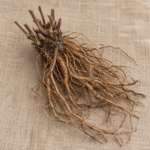 Dormant bare-root bush clematis as it arrives, laid on burlap