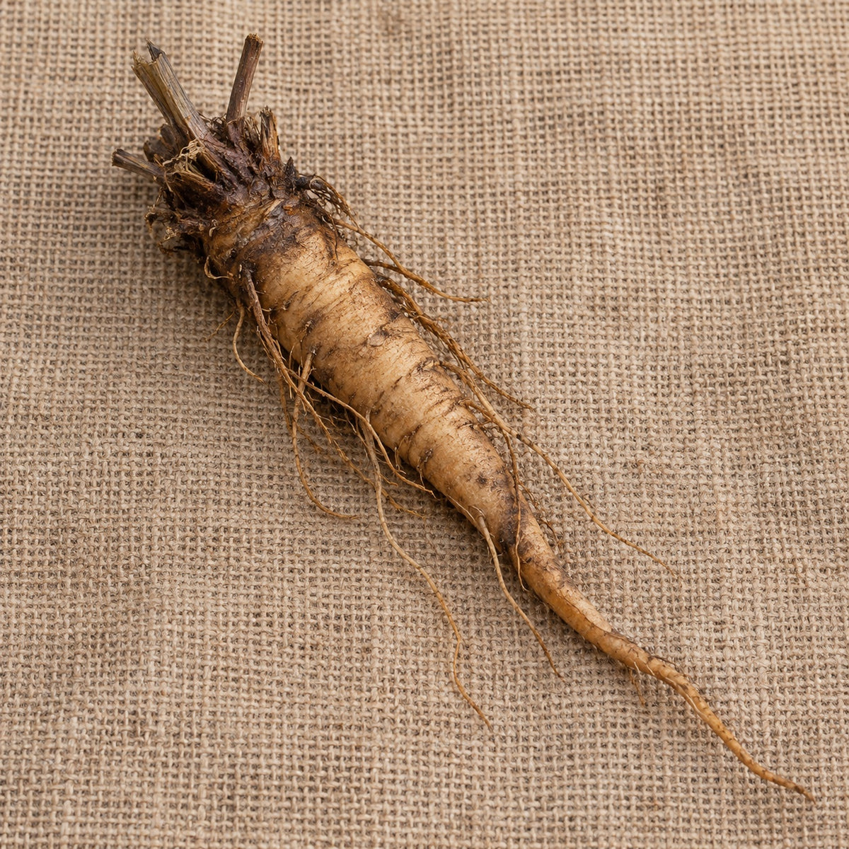 Dormant bare-root butterfly weed as it arrives, laid on burlap