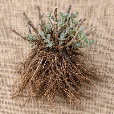 Dormant bare-root catmint as it arrives, laid on burlap