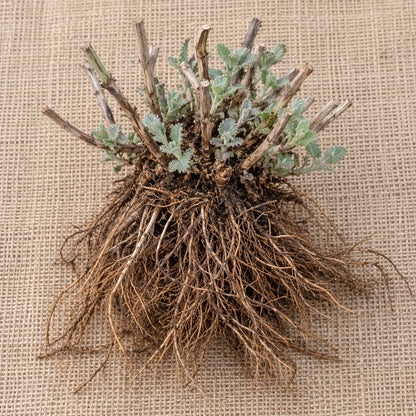 Dormant bare-root catmint as it arrives, laid on burlap