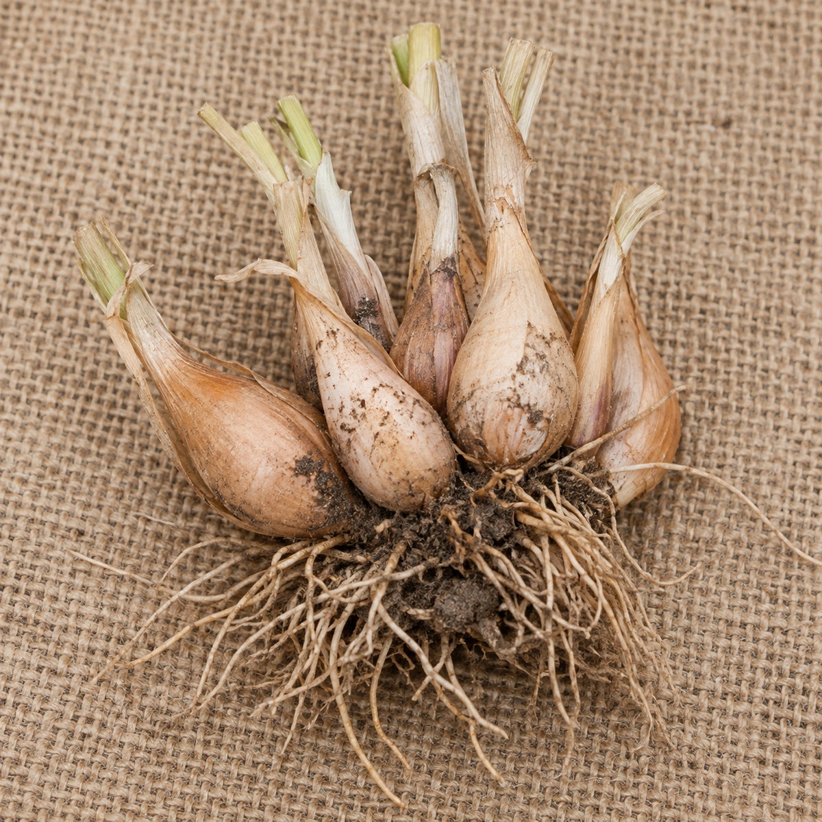 Dormant bare-root clumping ornamental onion (allium) as it arrives, laid on burlap