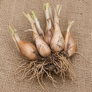 Dormant bare-root clumping ornamental onion (allium) as it arrives, laid on burlap