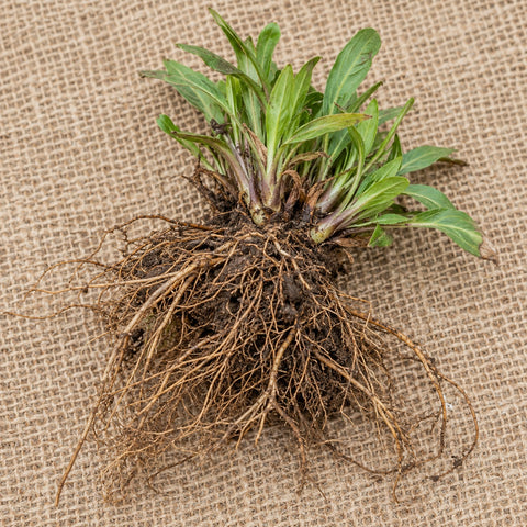 Dormant bare-root coreopsis as it arrives, laid on burlap