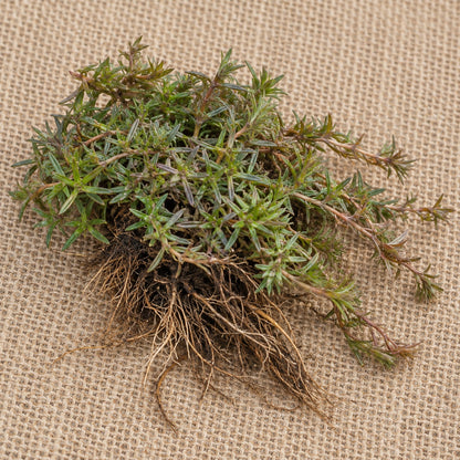 Dormant bare-root creeping phlox as it arrives, laid on burlap