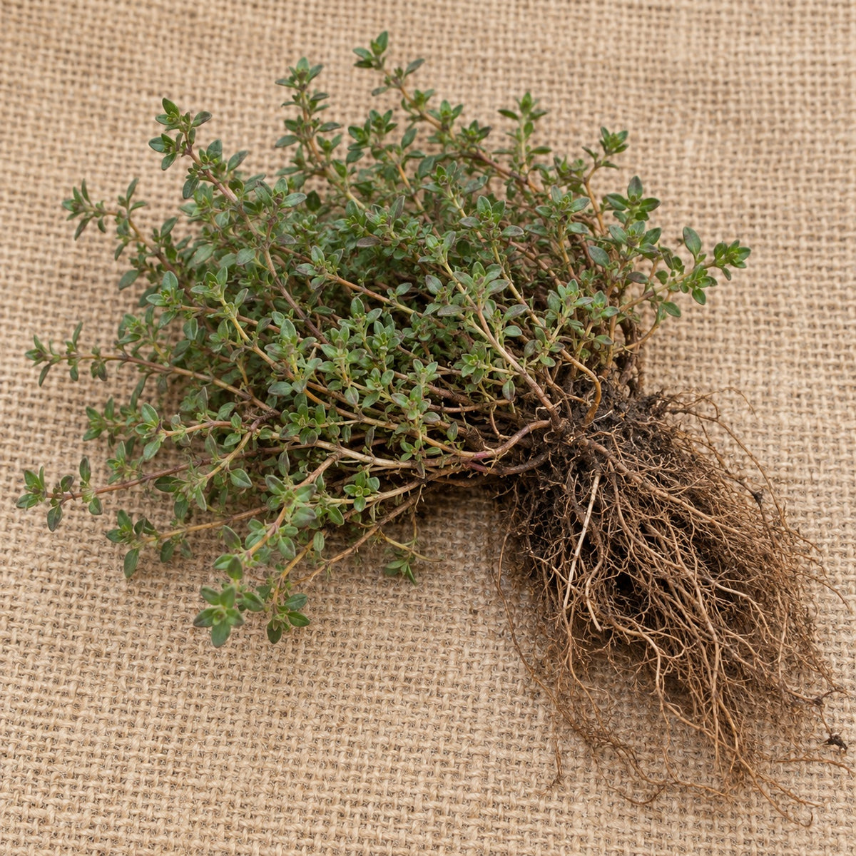 Dormant bare-root creeping thyme as it arrives, laid on burlap