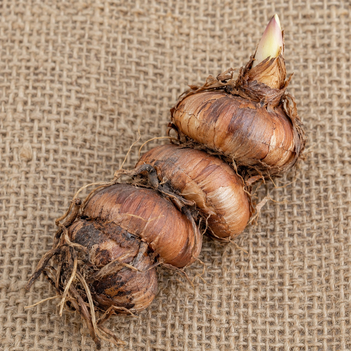 Dormant bare-root crocosmia as it arrives, laid on burlap