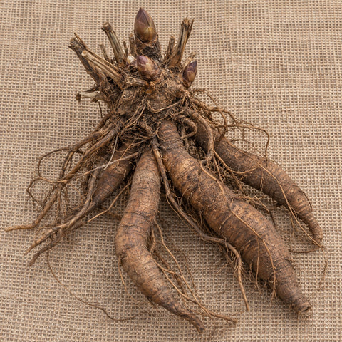 Dormant bare-root false indigo as it arrives, laid on burlap