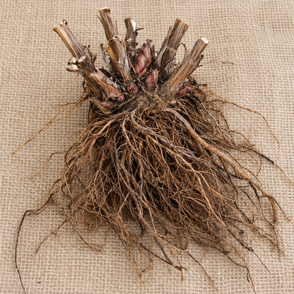 Dormant bare-root false sunflower (heliopsis) as it arrives, laid on burlap