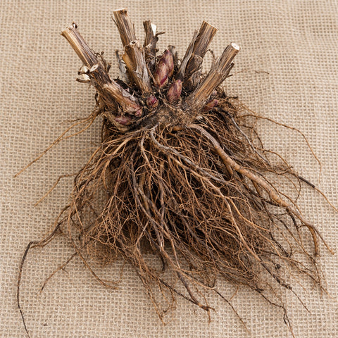 Dormant bare-root false sunflower (heliopsis) as it arrives, laid on burlap