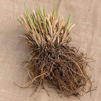 Dormant bare-root feather reed grass as it arrives, laid on burlap