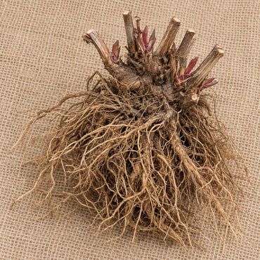 Dormant bare-root garden phlox as it arrives, laid on burlap