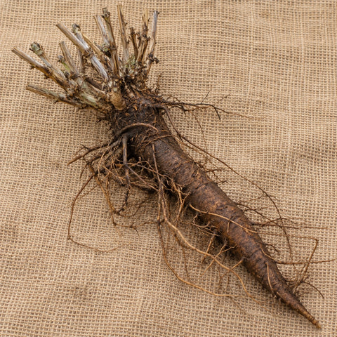 Dormant bare-root globe thistle as it arrives, laid on burlap