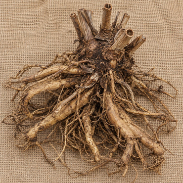 Dormant bare-root hardy hibiscus as it arrives, laid on burlap