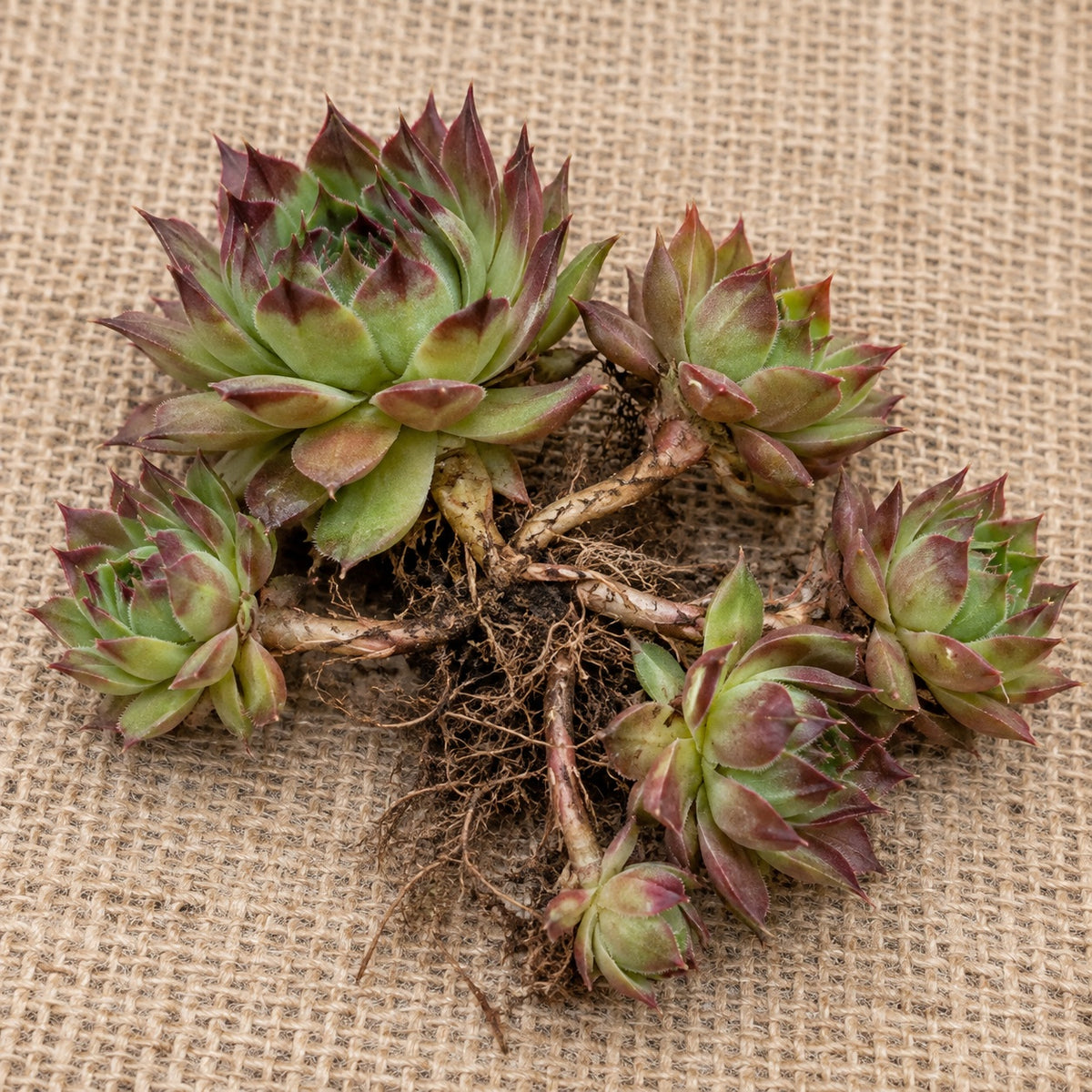 Dormant bare-root hens and chicks (sempervivum) as it arrives, laid on burlap