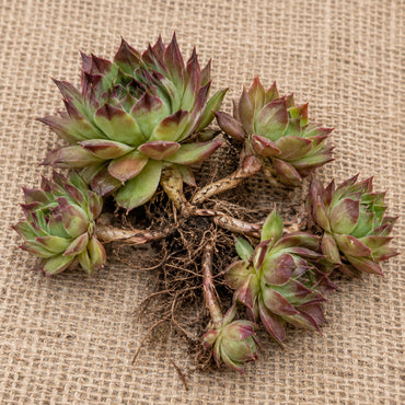 Dormant bare-root hens and chicks (sempervivum) as it arrives, laid on burlap