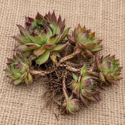 Dormant bare-root hens and chicks (sempervivum) as it arrives, laid on burlap