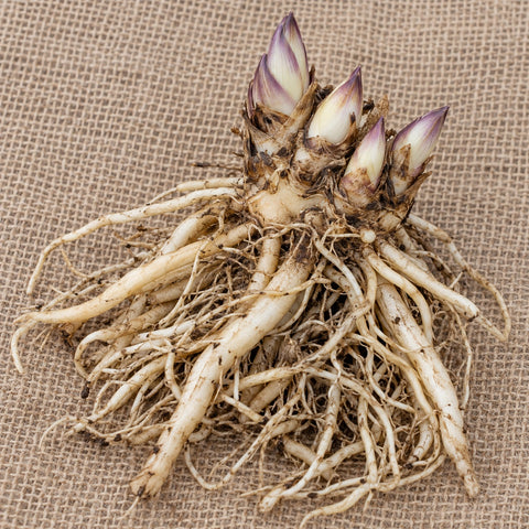 Dormant bare-root hosta as it arrives, laid on burlap